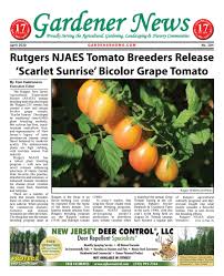 Consumed fresh, the soft indeterminate tomatoes can be sliced for sandwiches. Gardener News April 2020 By Gardener News Issuu