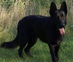 She is golden retriever, german shepherd and bernese mountain dog mix. Black Alsatian Dog Price