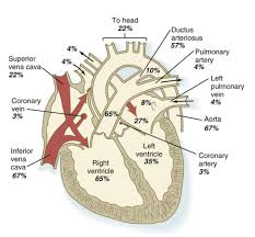 Image result for Fetal Circulation