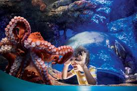 Seaworld San Diego Announces Best Benefits Ever Annual Pass In 2020 Seaworld San Diego Sea World San