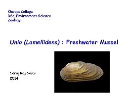Any of the genus unio of freshwater mussels. Zoology For Students Unio Youtube