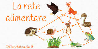 La sinecologia spiega come le catene alimentari sono la maniera in cui la materia e l'energia si muovono da un livello produttivo all'altro in questo articolo di animalpedia spiegheremo cos'è una catena alimentare marina, cominciando dalla definizione di catena alimentare e dinamica trofica. La Rete Alimentare Schede Didattiche Per La Scuola Primaria Pianetabambini It