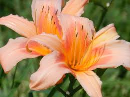 We did not find results for: How To Grow Daylilies Gardening Channel