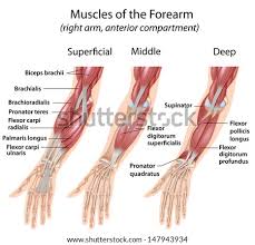 Muscles flexors in the arm all innervated the musculocutaneous nerve: Forearm Anatomy Sablon