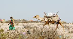 Selection of these genes provides further evidence of the adaptation of camels to endure the challenges of the desert environment. Environmental Migration Social Vulnerability Adaptation Section Emsva Institute For Environment And Human Security