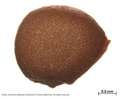 Image result for Afrosolen schimperi