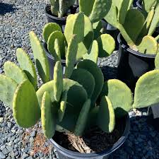 Image result for Opuntia