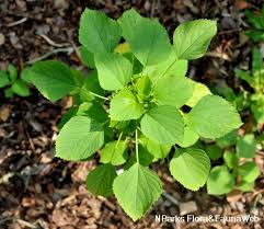 Image result for Acalypha fruticosa