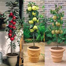 We did not find results for: Did You Know You Can Have Fruit Trees Growing On Your Balcony