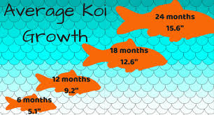 Koi, because of their large size, need to live in an outdoor pond. Pin On Koi Breeding