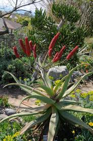 Image result for Aloe aculeata × excelsa