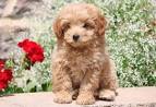 Pomapoo Dog Breed Information and Pictures