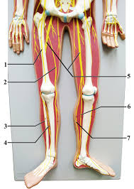12 photos of the structure of internal and external body part of human post. Flatman Nerve Model Lower Body Diagram Quizlet