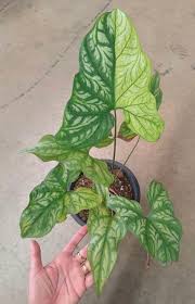 Image result for Cercestis congensis