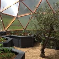 Omg Want To Go To Here Inside My Greenhouse In Normandy Olive Tree Lemon Tree And Mediterranean Vegetables Greenhouse Diy Greenhouse Olive Tree