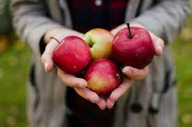 Check spelling or type a new query. Buah Apel Makin Sehat Jika Dimakan Beserta Kulit Cek Manfaatnya Cantik Tempo Co