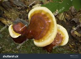 Image result for Ganoderma tsugae