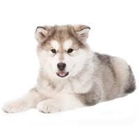 Check spelling or type a new query. Alaskan Malamute Dog Breed Conditions History And Temperament