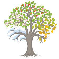 Four Seasons Tree Contains Transparent Objects Eps10 Stock Illustration In 2021 Four Seasons Tree Tree Art 4 Seasons Tree