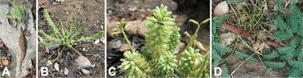 Image result for Elephantorrhiza goetzei