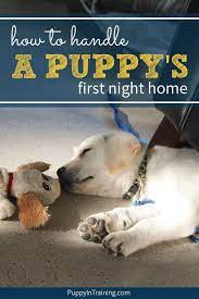 Check spelling or type a new query. Puppy S First Night At Home