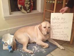 14 Dogs Who Are On Santa S Naughty List Animal Shaming Dog Shaming Silly Animals