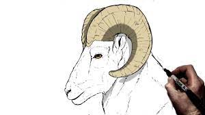 How To Draw A Ram | Step By Step - Youtube