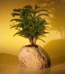 Check spelling or type a new query. Norfolk Island Pine Bonsai Tree For Sale Forest Group In Lava Rock Araucaria Heterophila Bonsai Tree Gardener