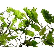 Image result for Didymoglossum erosum