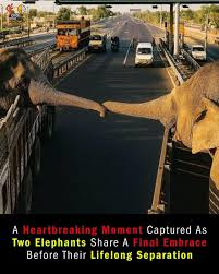 Did - This image will stay with you forever.💔 In December 2016, on an Indian highway, a heartbreaking photo was taken. It showed two elephants touching trunks one last time before being