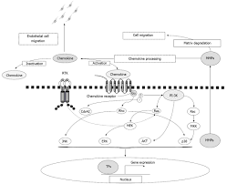 Chemokines Chemokine Receptors And The Gastrointestinal System