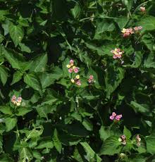 Image result for Lantana rugosa