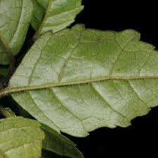 Image result for Nuxia congesta