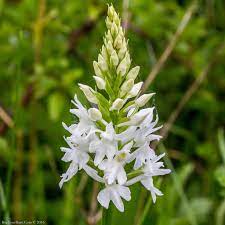 White Common Spotted Orchid Dactylorhiza Fuchsii Var Alba Orchids Orchid Flower Orchid Images
