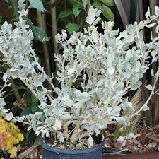 Image result for Atriplex halimus