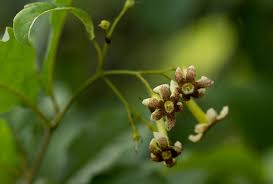 Image result for Schrebera