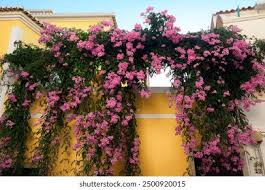 Image result for Podranea