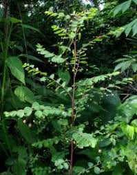 Image result for Phyllanthus nummulariifolius