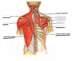 Related pictures anterior and posterior views of the human body. Posterior Torso Muscle Diagram Diagram Quizlet