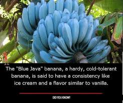 Give your newly arriving tree some love and water and light blue java bananas are known as ice cream bananas because they have a creamy texture and flavor thats oddly reminiscent of vanilla custard. Pin By Shruti Kapil On Amazing Facts Banana Blue Java