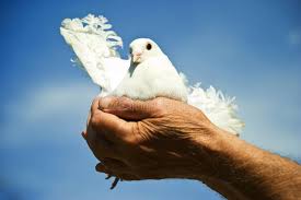 Download and use 50,000+ mobile wallpaper stock photos for free. Dove Hands Sun White Photos Free Royalty Free Stock Photos From Dreamstime