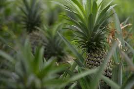 Image result for Ananas