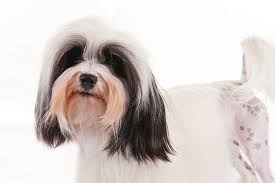 Bred for its small size, dense fur, and affectionate nature, it was kept as a companion and often carried to court by the ladies of the day. How To Clip A Lowchen At Home Dog Grooming Tutorial