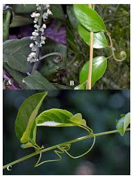 Image result for Gouania scandens