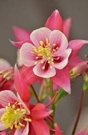 Maybe you would like to learn more about one of these? 110 List Of Flower Names Ideas Flower Names Planting Flowers Flowers Name List