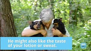 Can my dog get sick from eating dirt? Why Do Dogs Eat Dirt Petmd