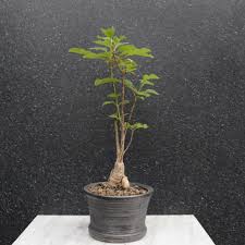 Image result for Hymenodictyon parvifolium