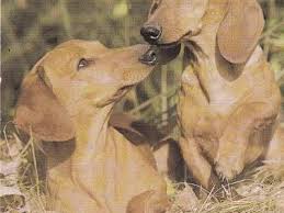 Image result for jezevčík hladkosrstý