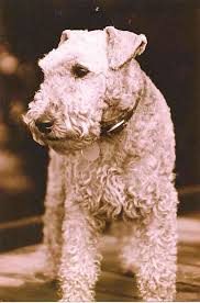 Meet Woody, a car-chasing window licker