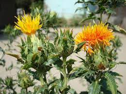 Carthamus Tinctorius Safflower